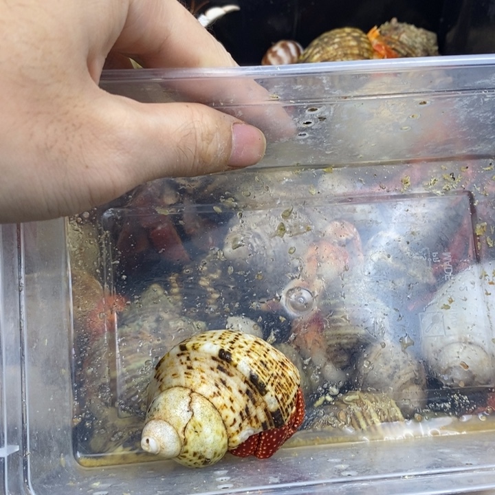 A****3.3口斐济草莓一只