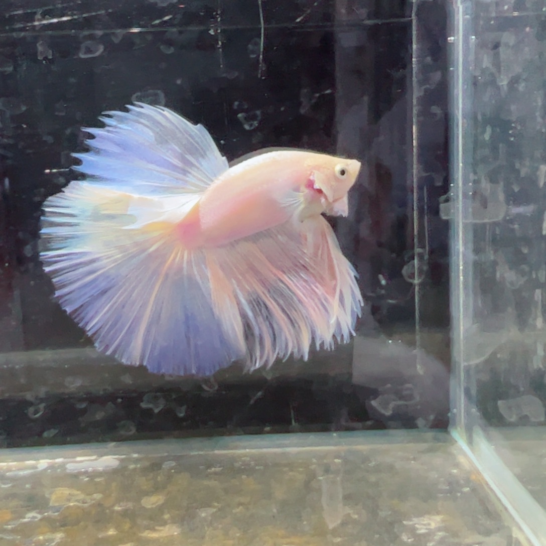 斗鱼浅色特殊尾hhhh