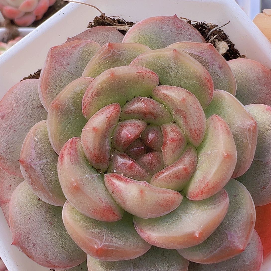 冰糖葫芦19包邮多肉