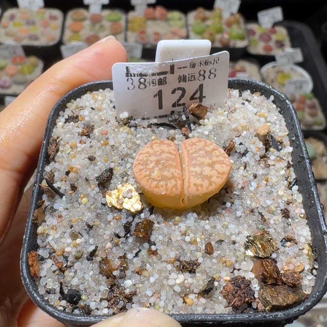 Sss精品系列便宜出124