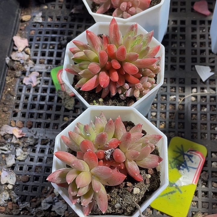 糖抓群带盆土发货
