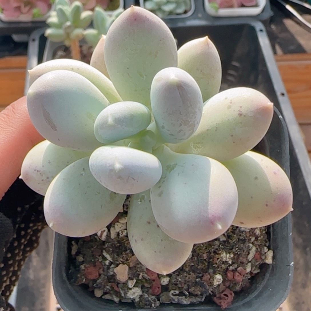 0612-98福利小老桩