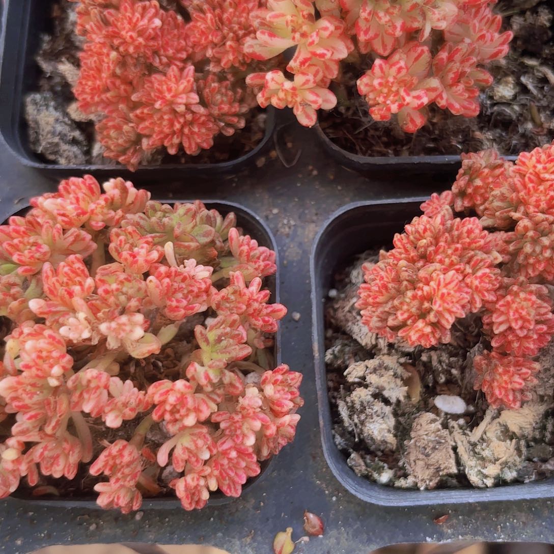 精品小人祭锦多肉植物