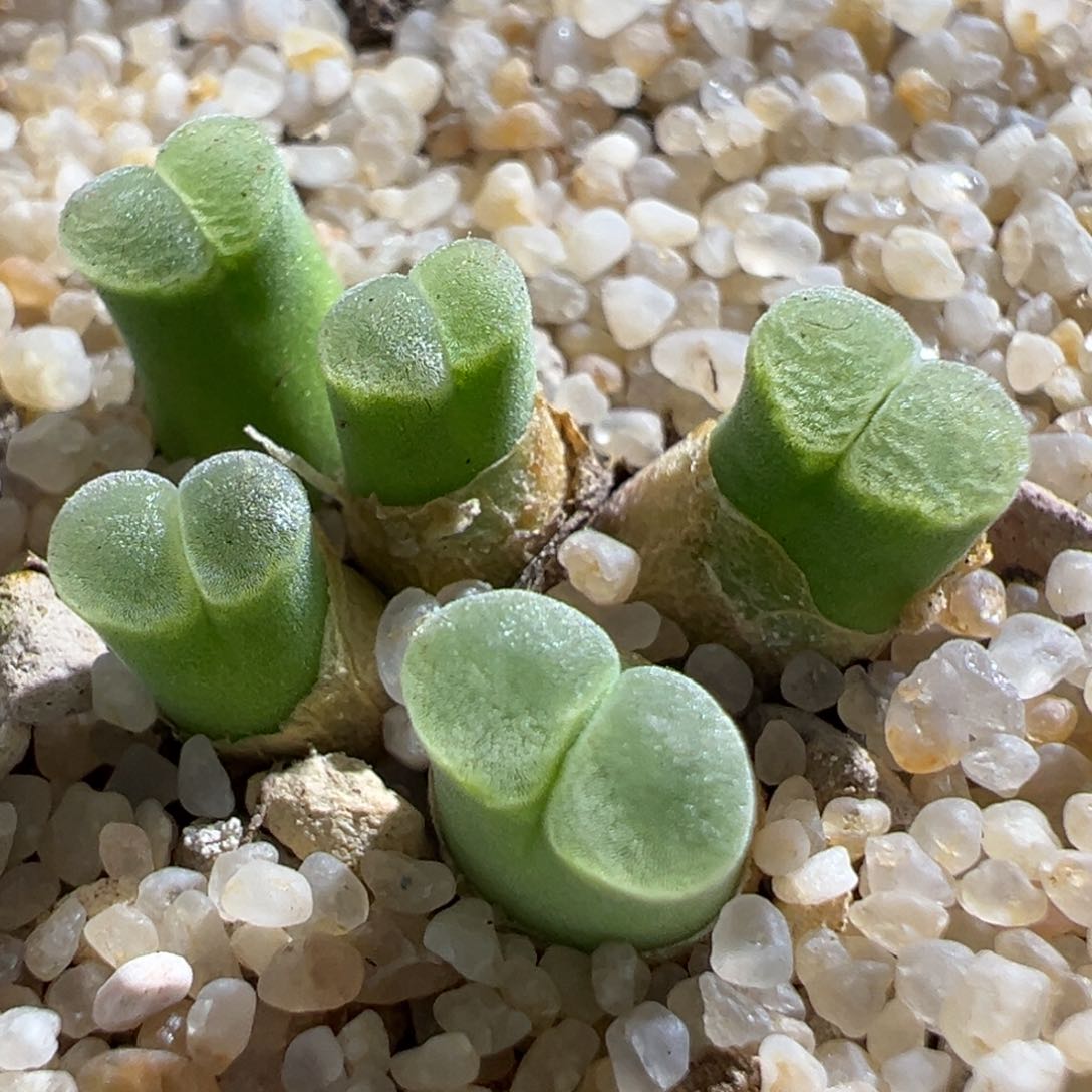 925优选sb805烧粉佛肚