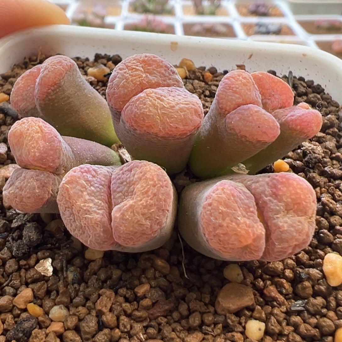 大窗红风铃 肉锥植物