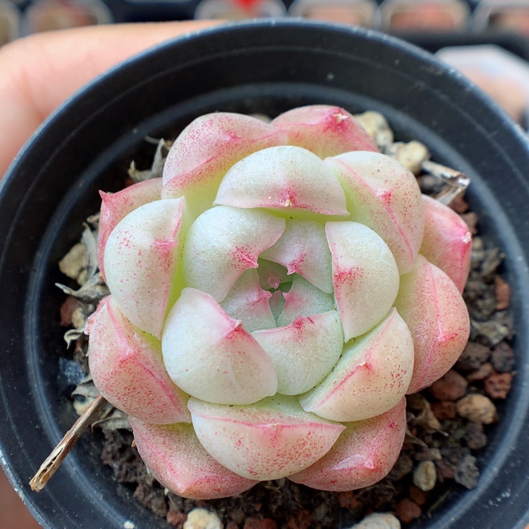 一物一拍精品多肉。1021