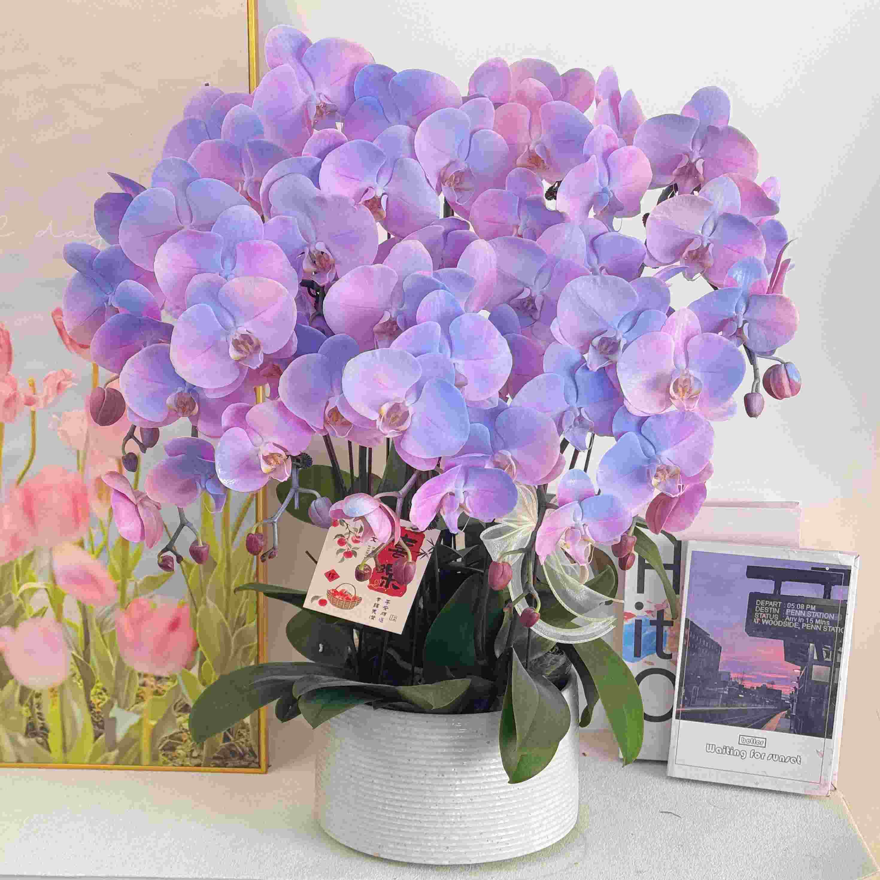 妗画【极光】大花梦幻马卡龙蓝紫色系列 稀缺喷色工艺 基地直发