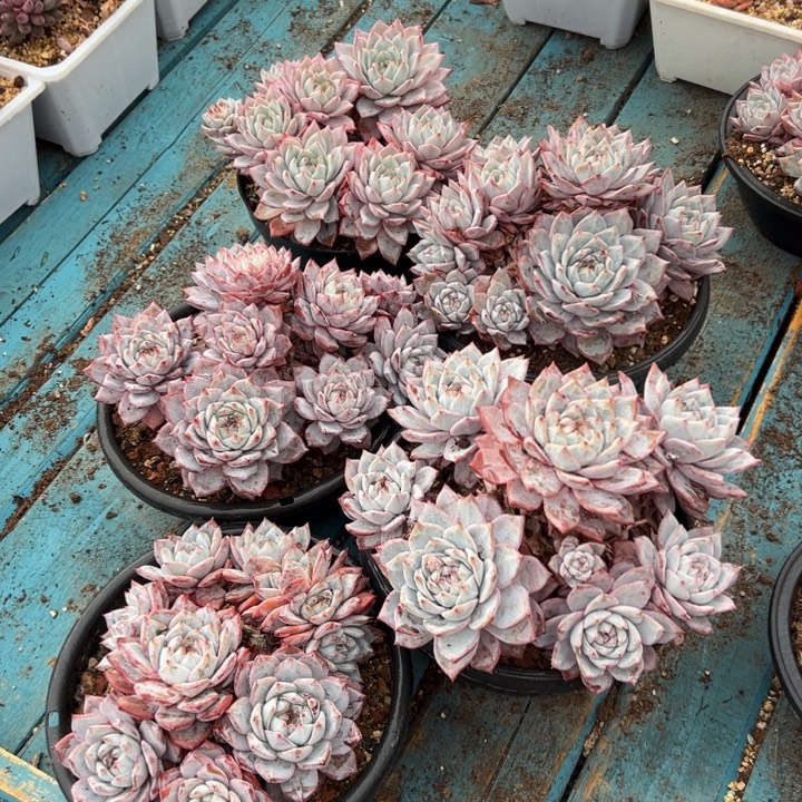 精品多肉植物老桩随机发一棵粉蓝鸟