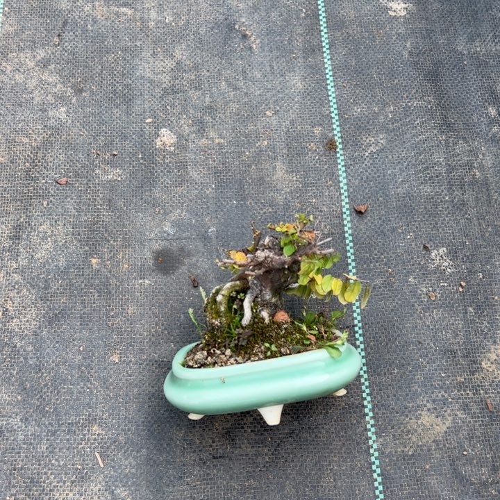 龙***跟雀梅盆景雀梅盆景