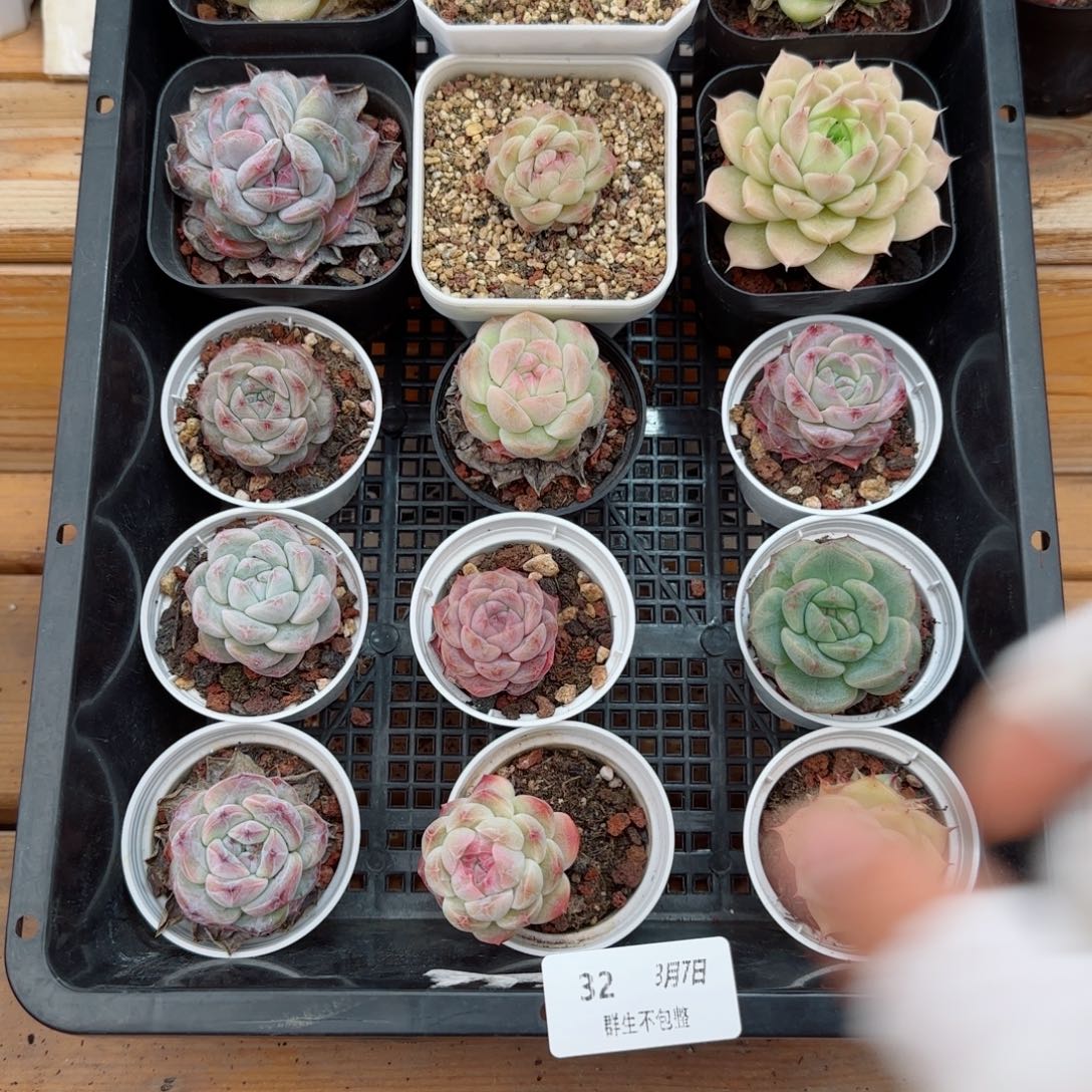 框拍框拍0307-32