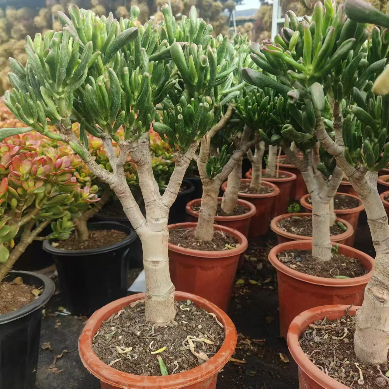 5年吸财树老桩多肉好养活