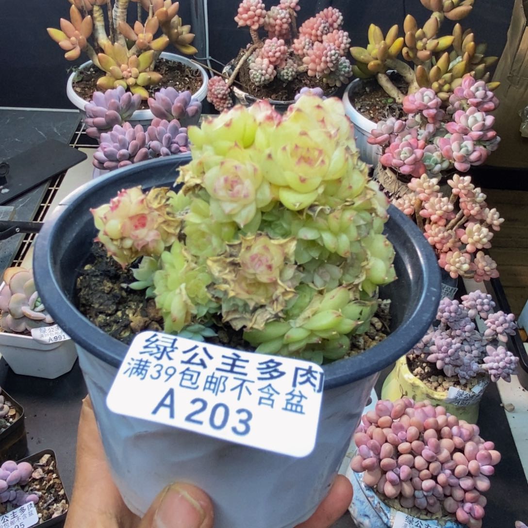 203麦秆女王多肉7cm不包整