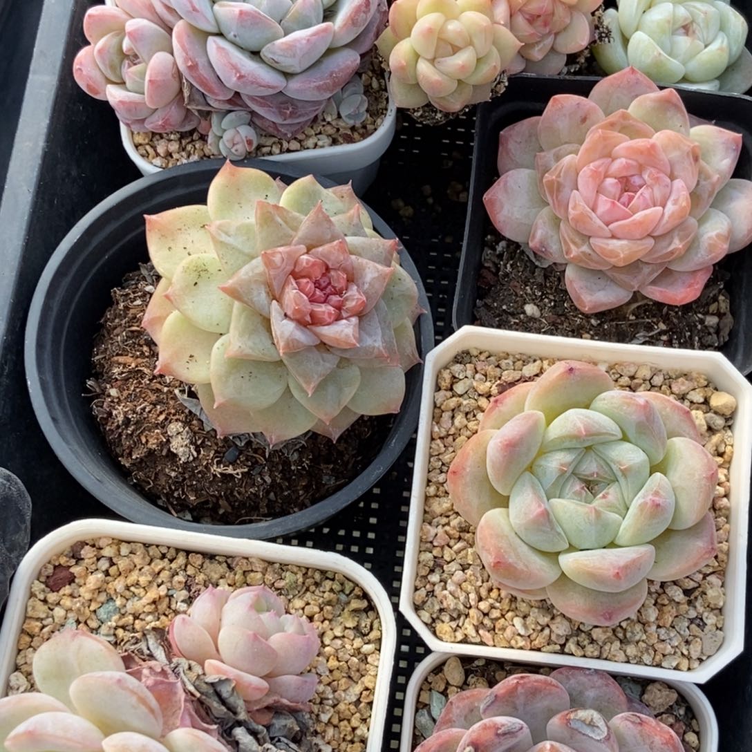 开播特价狂拍福利框多肉