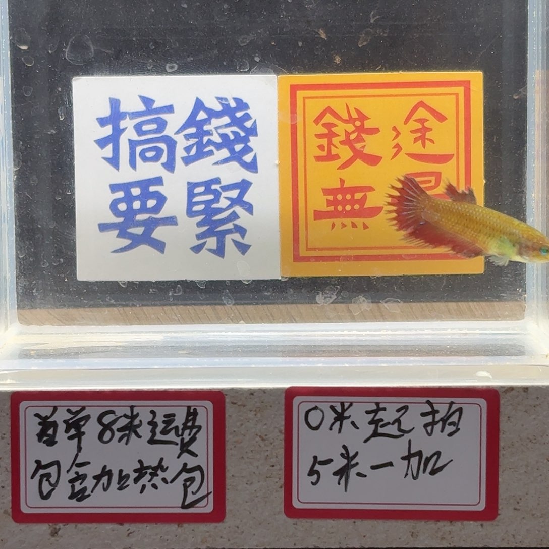 斗鱼泰国斗鱼母鱼