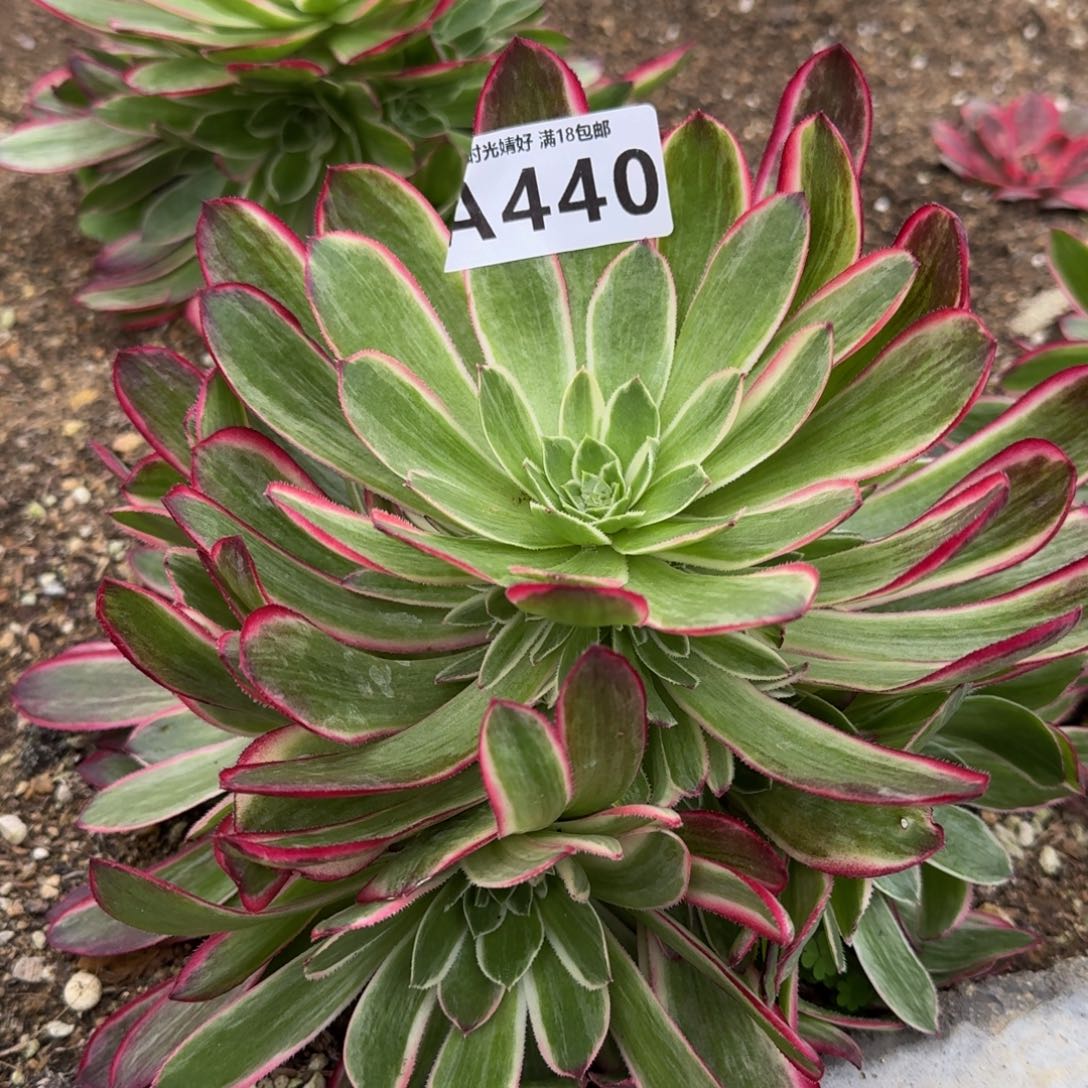 440孔雀翎多肉植物