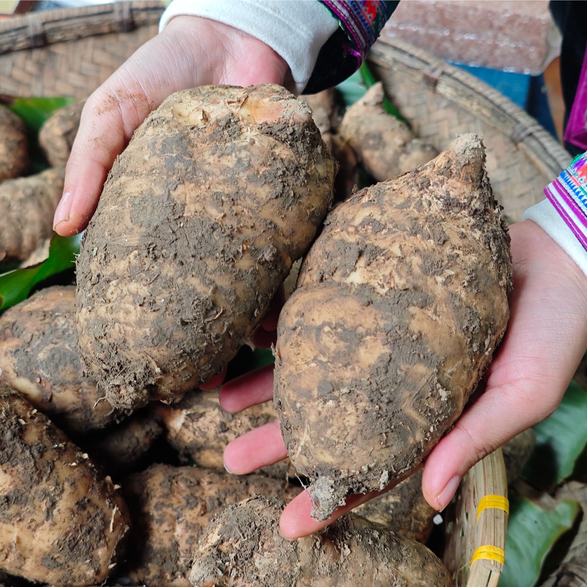 村姑阿香贵州大山天然种植天麻