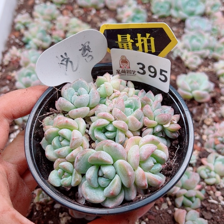 多肉植物多肉植物