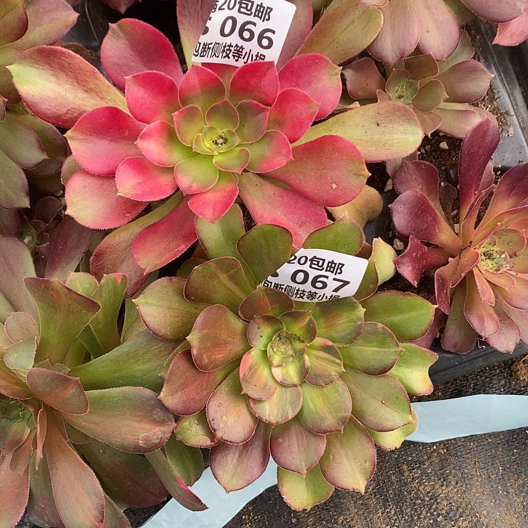 红牡丹多肉法师锦，066，067两棵