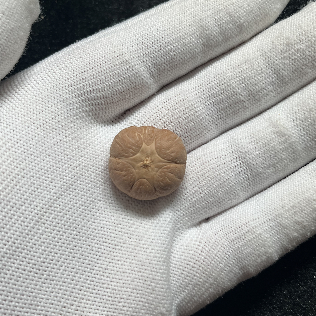 尼泊尔小凤眼豆腐块型六道轮回尺寸21.5mm厚14.5mm没打孔