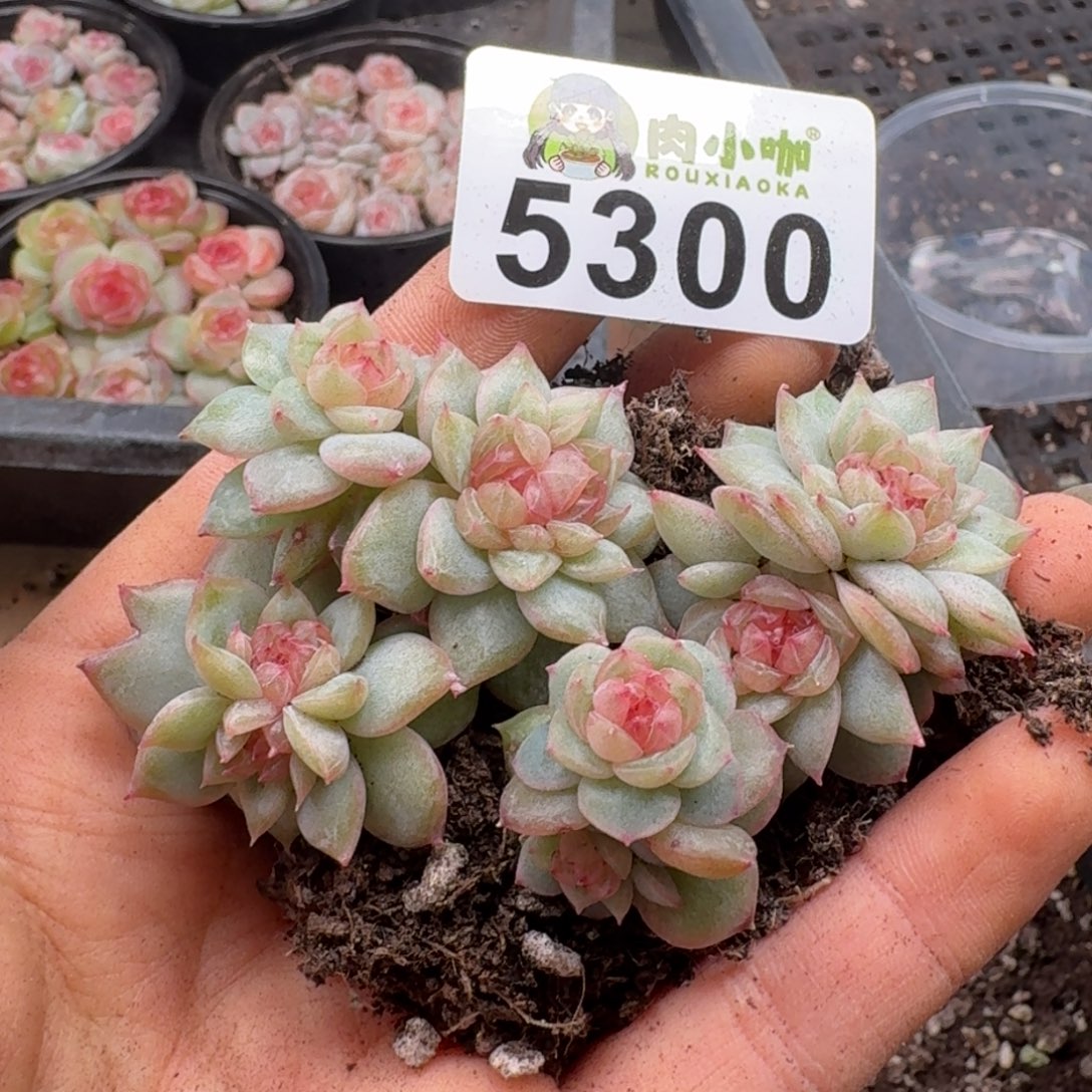 多肉植物多肉植物