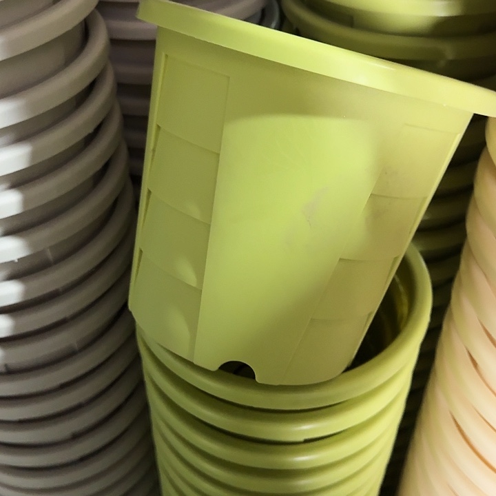 编号601果绿无托5个