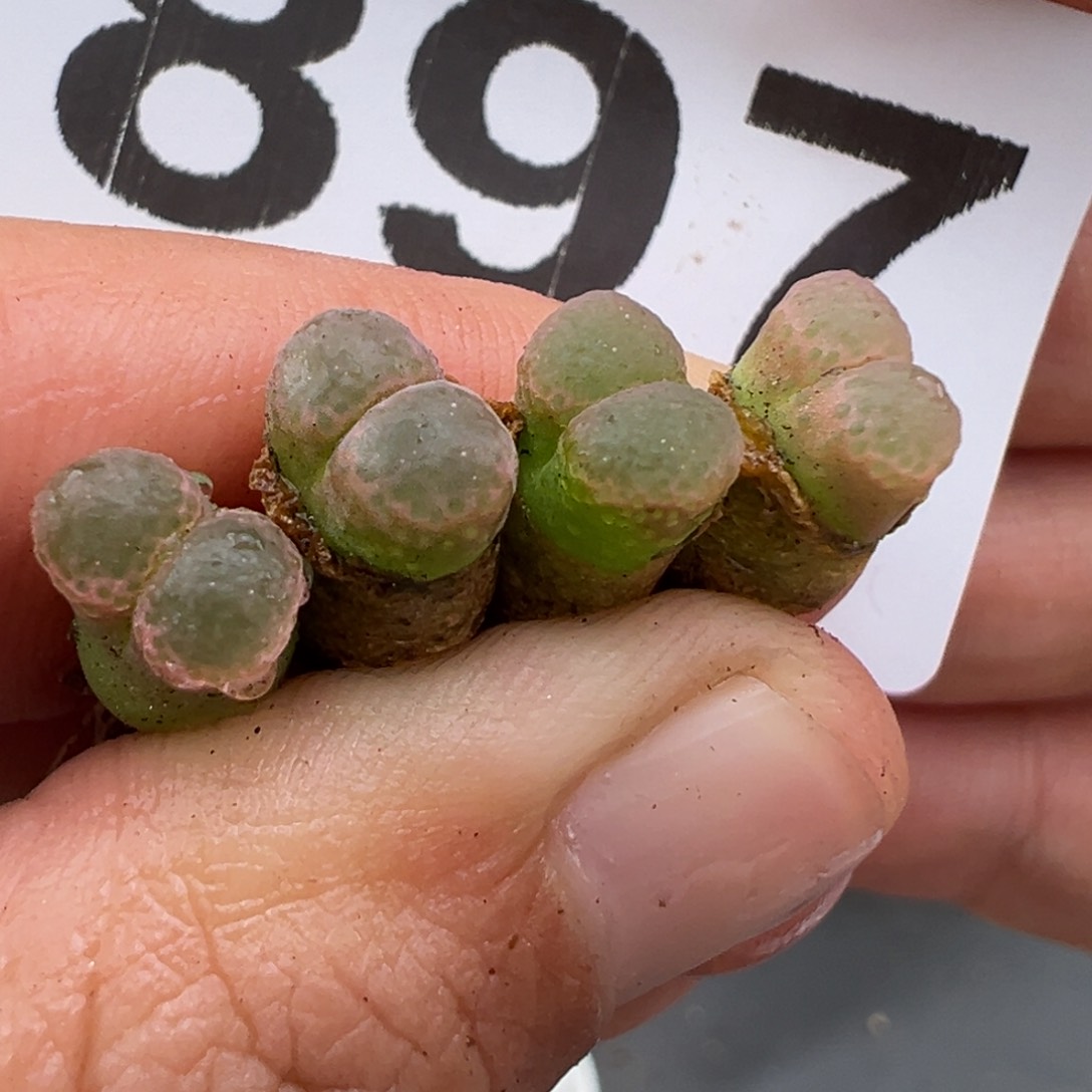 4.18好看的多肉脱土发货897