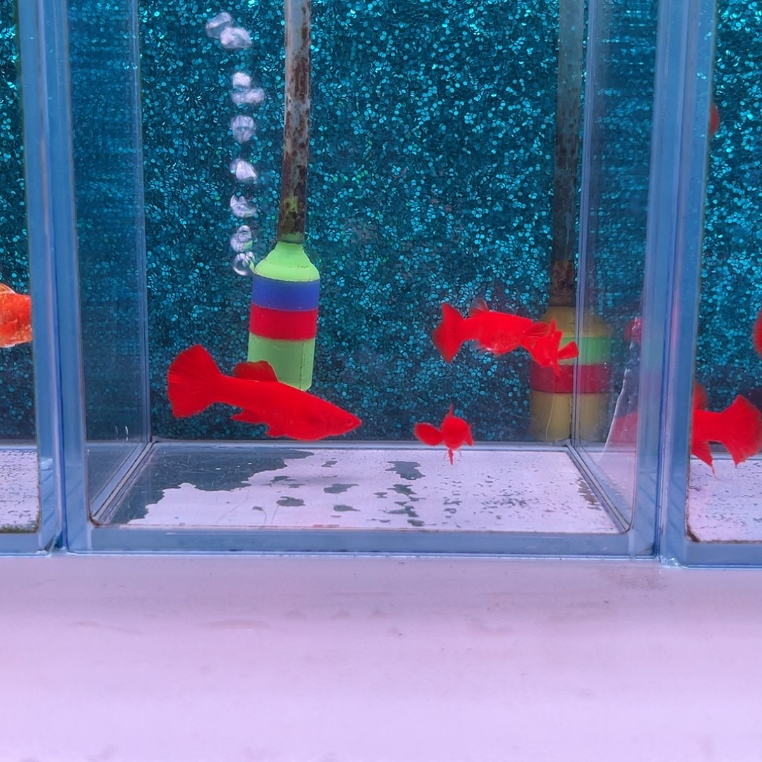 孔雀鱼火麒麟双分水2对