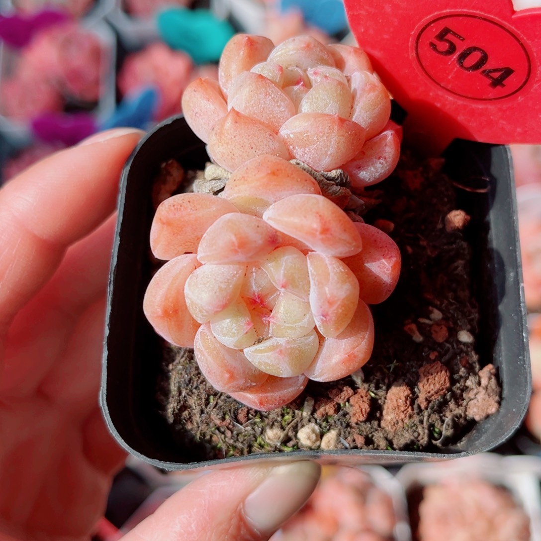 504号小老桩糖心双头