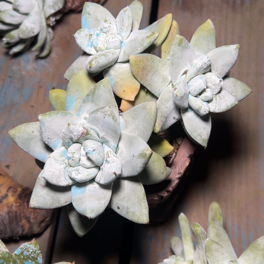 海星拇指～一物一拍1775