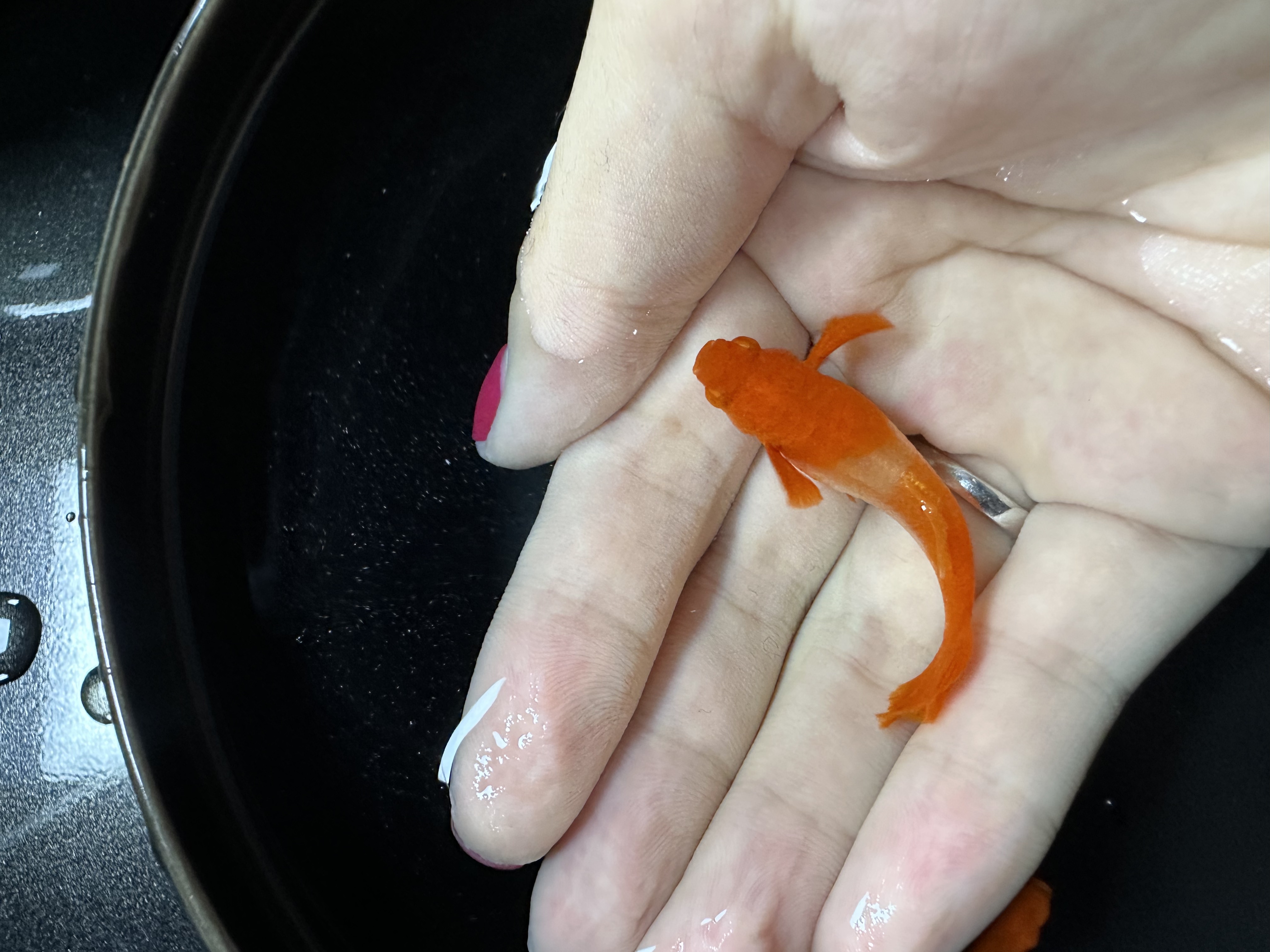 鸿运当头双分水精品孔雀鱼（无开箱视频不包损）