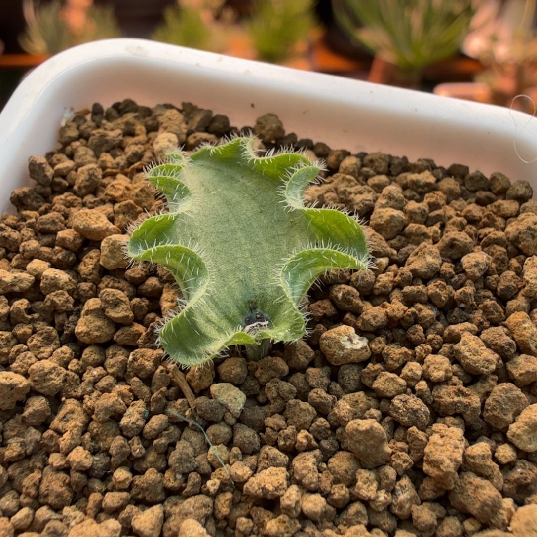 冰之镜679 仙人球