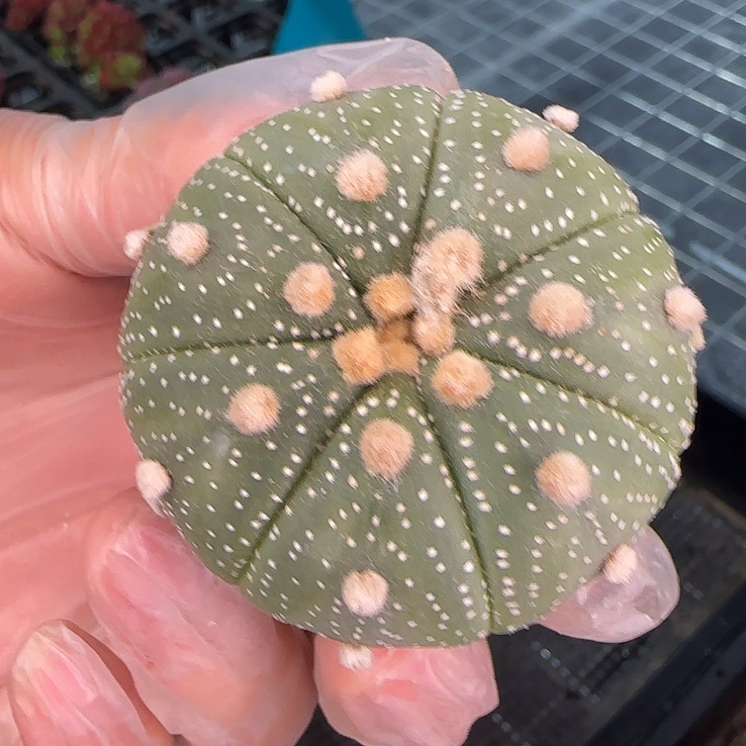 从前慢花园多肉编号星兜