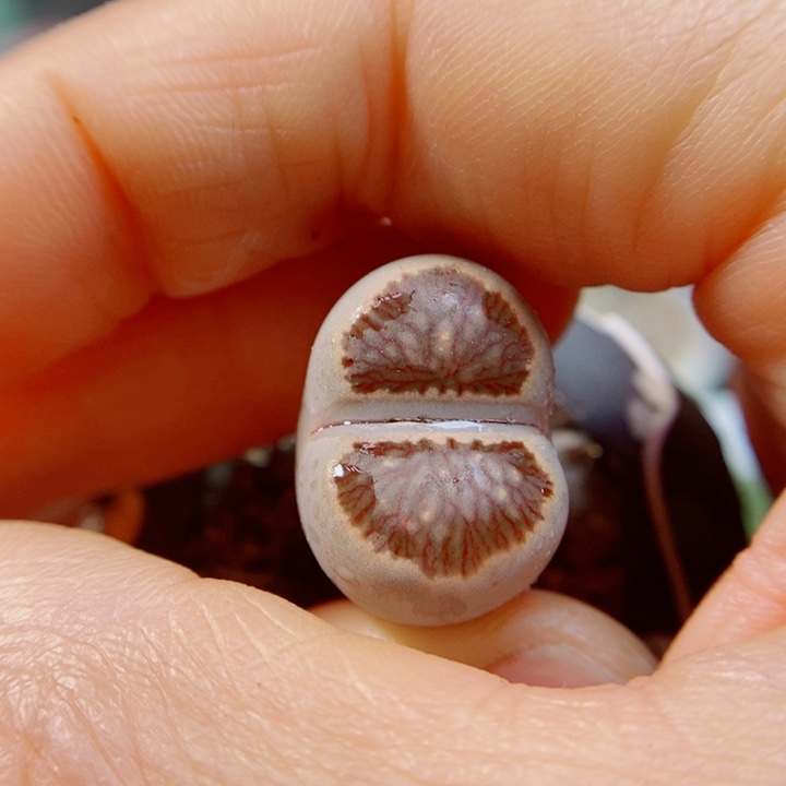 生石花花花哈哈哈哈哈哈827