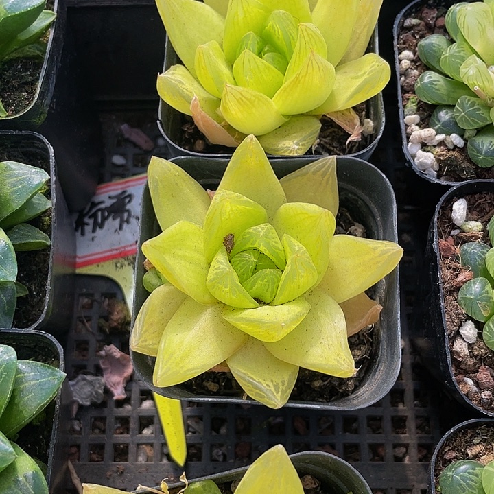 黄金玉露3.8带盆土