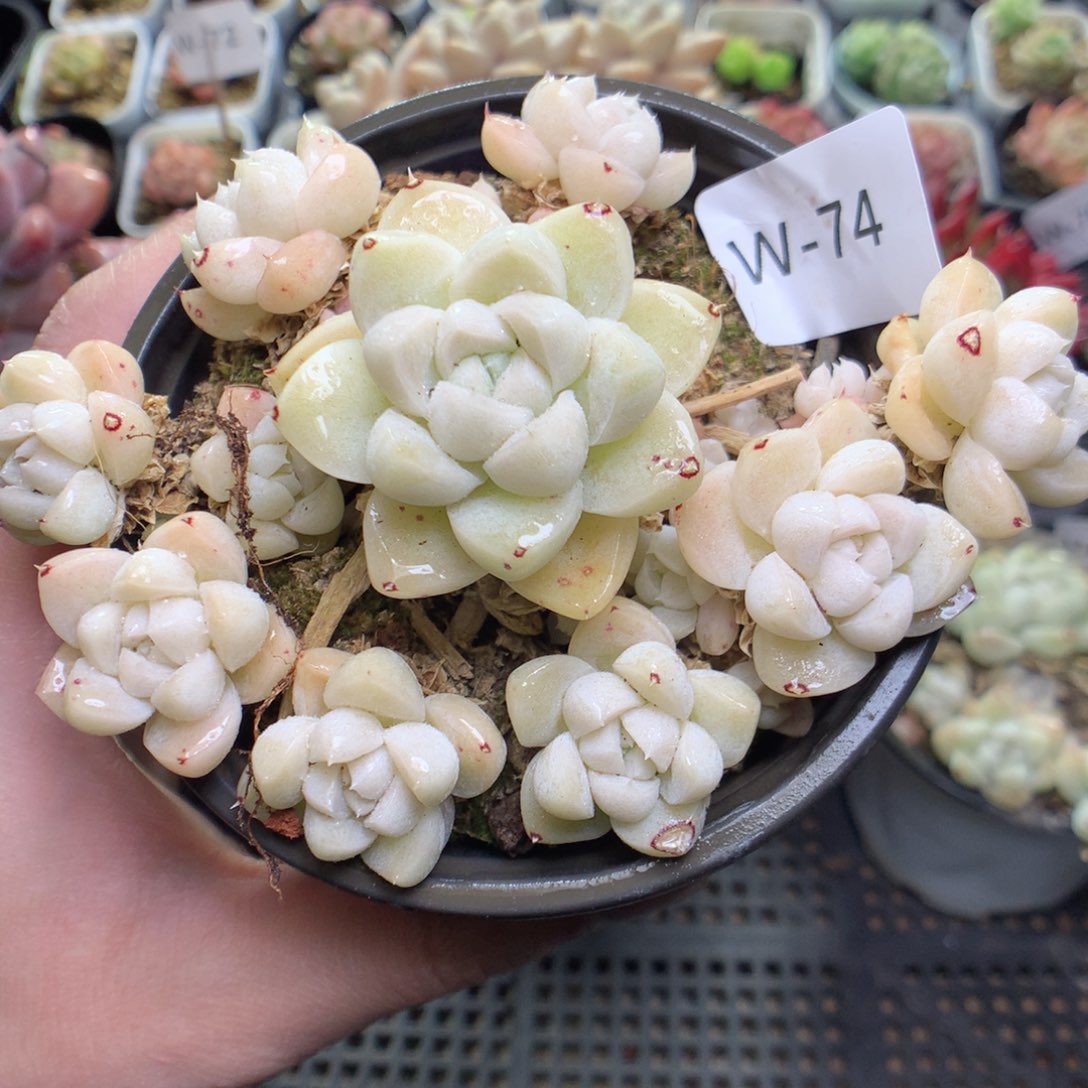 W74y y y y y y y y y y y