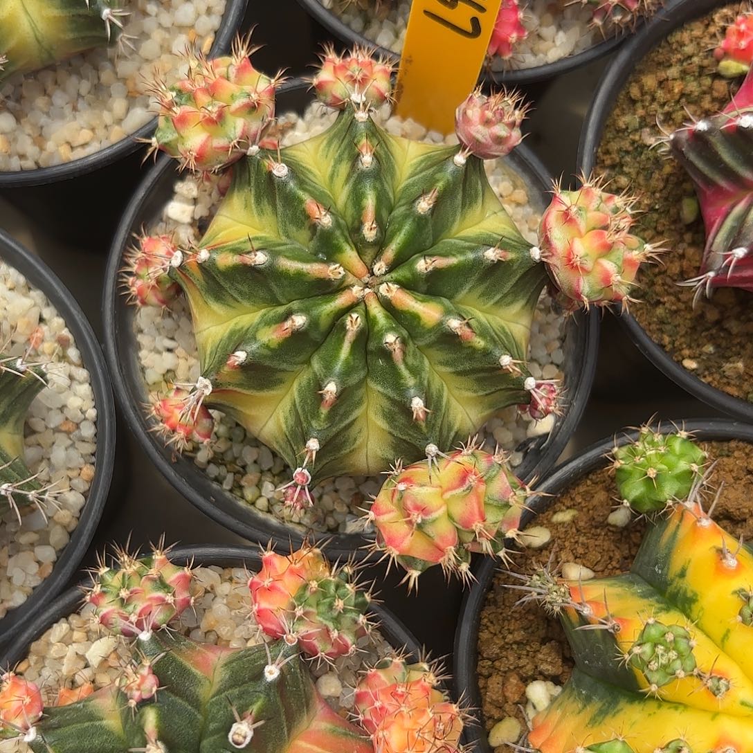 67-0927泰国发货多肉luner