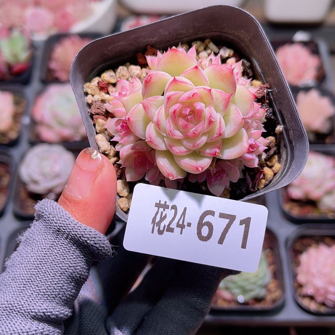 花24-671女王群生