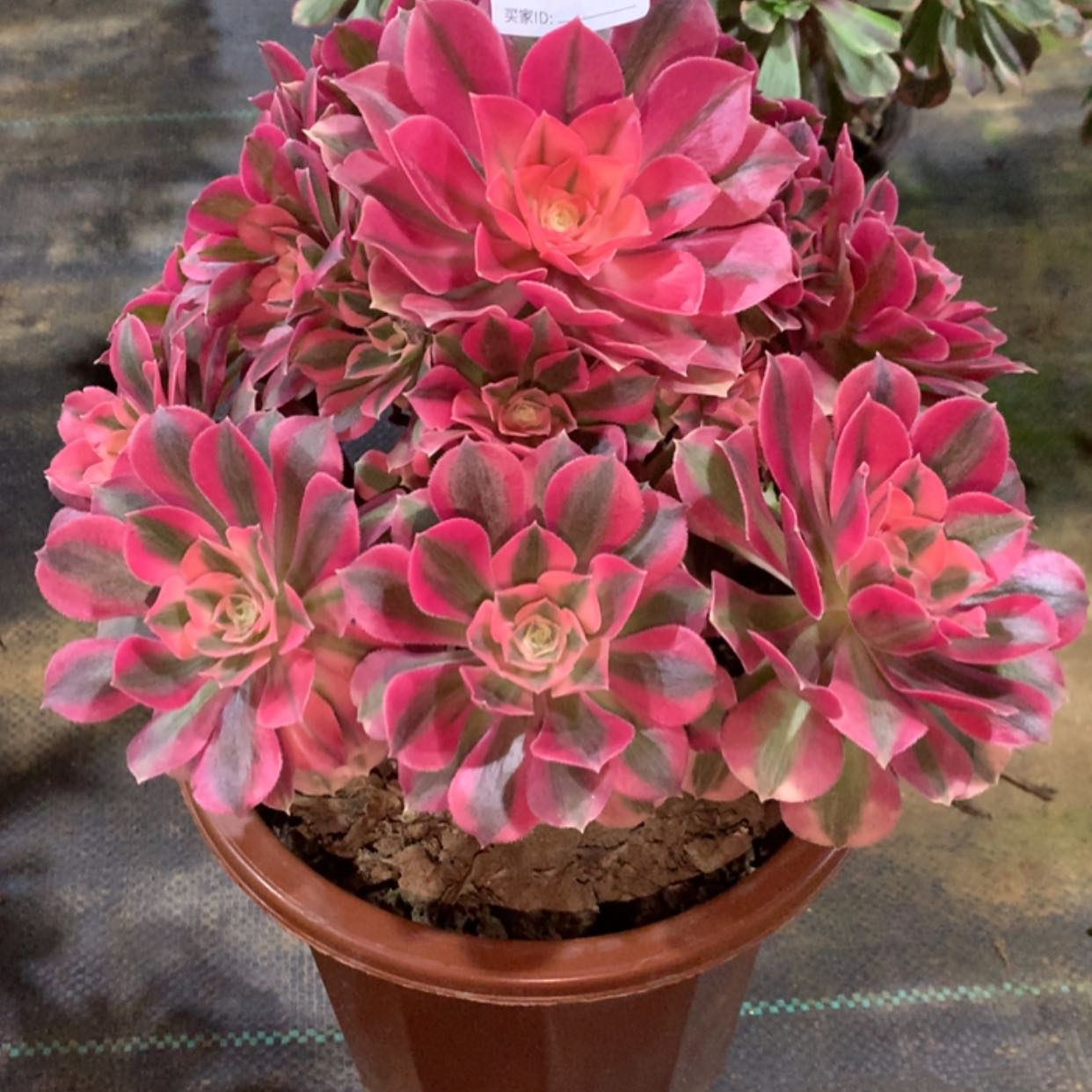 【闪购商品】734粉女巫