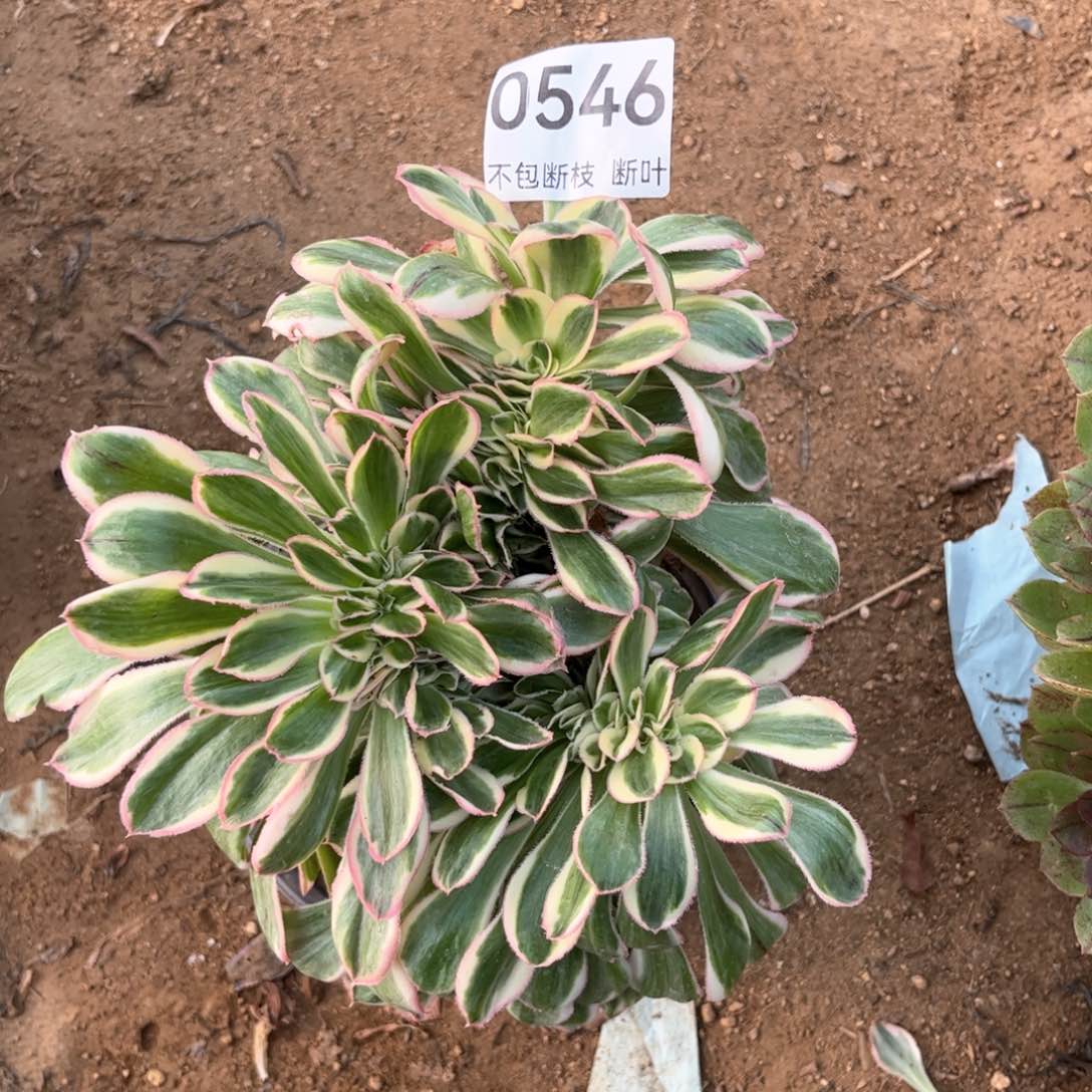 546号，燕姿锦缀化，脱土发货