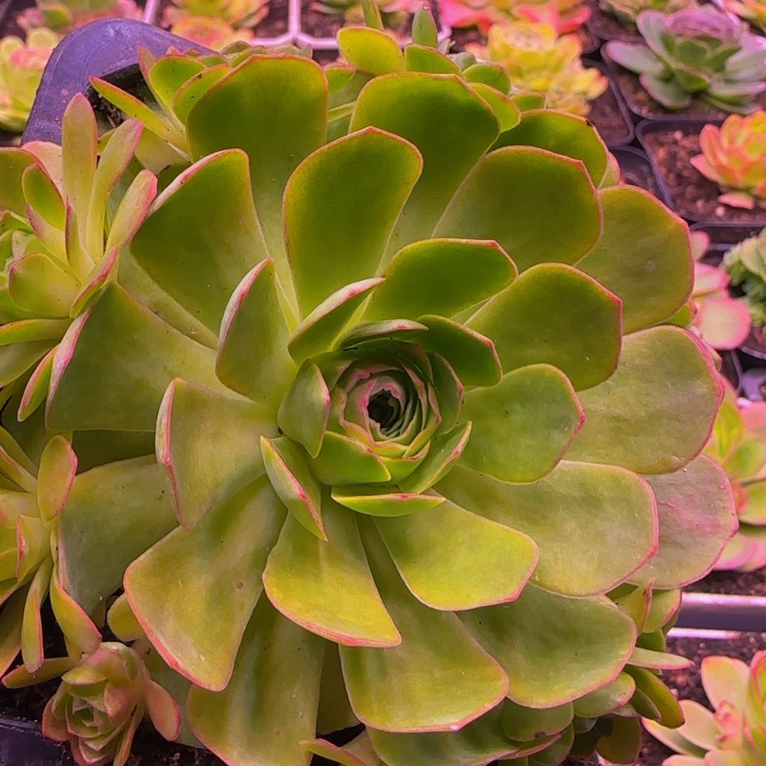 幻影捧花131353434353437386