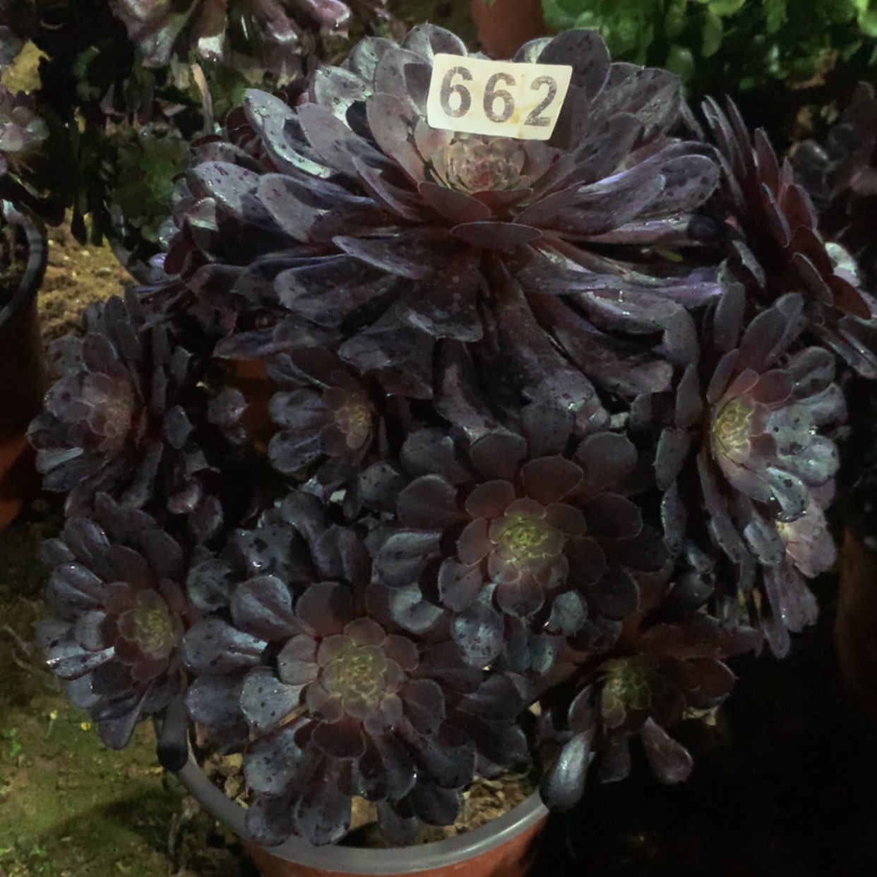 【闪购商品】花**圆662黑铜壶多肉