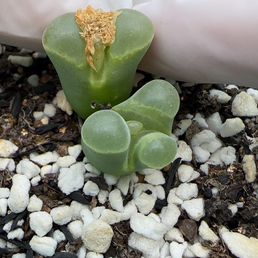 2.8，缀化风铃，，9006