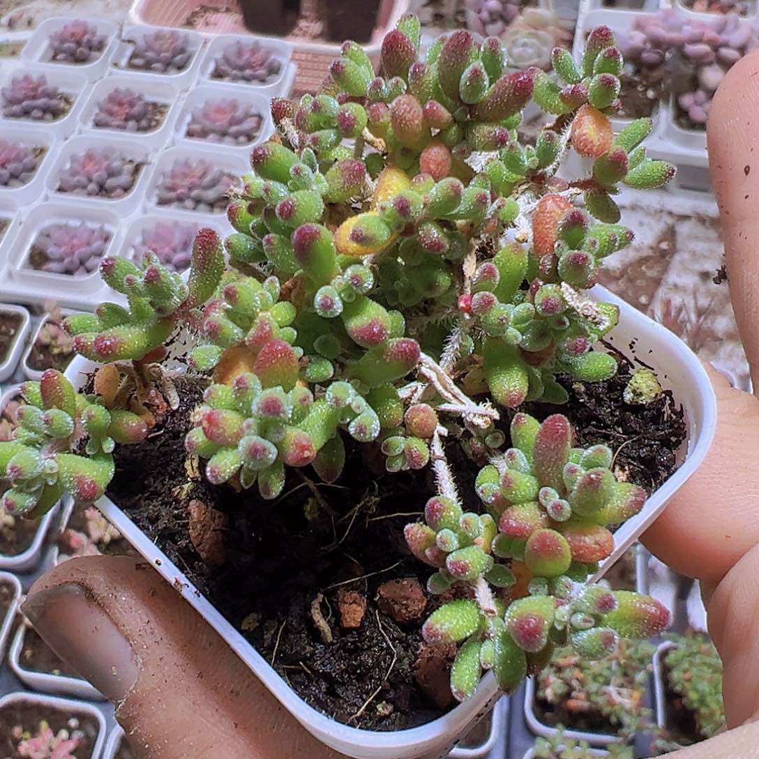 红宝石枝干19包邮多肉