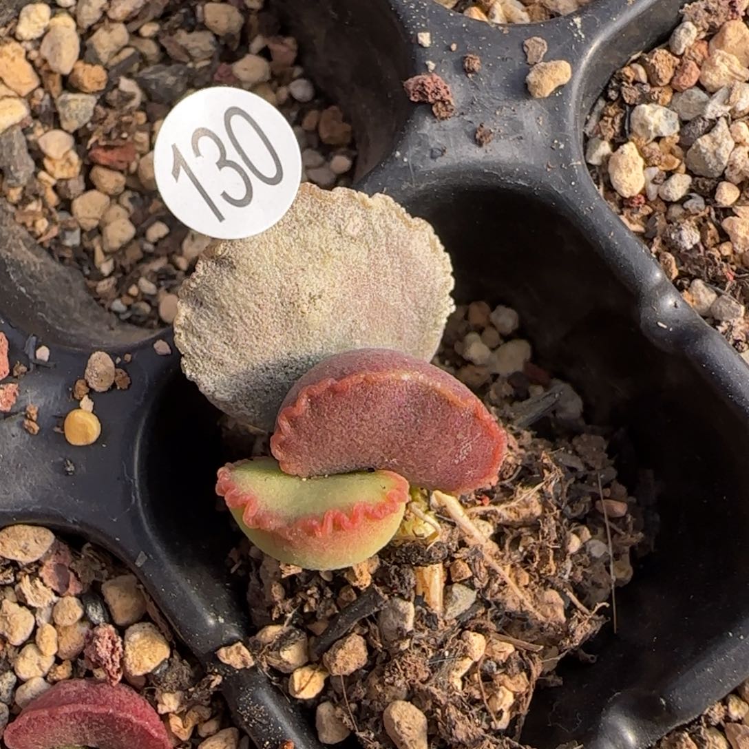 轩**儿糖墩儿水泡多肉植物130