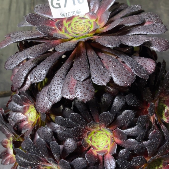 芬****）瑞妈多肉1.30.716