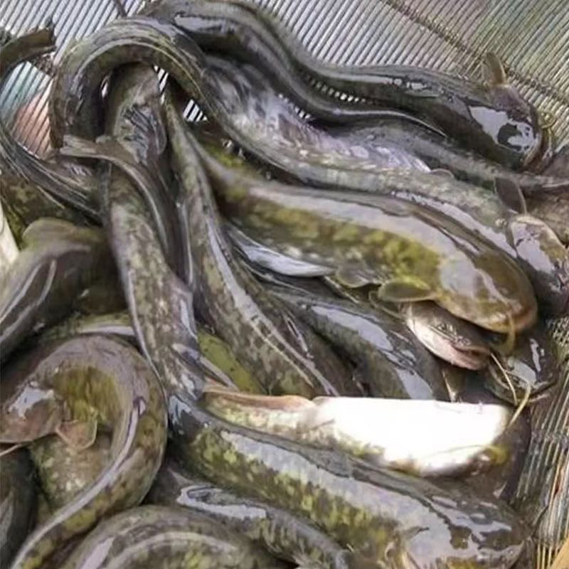 活鱼现杀新鲜鲶鱼