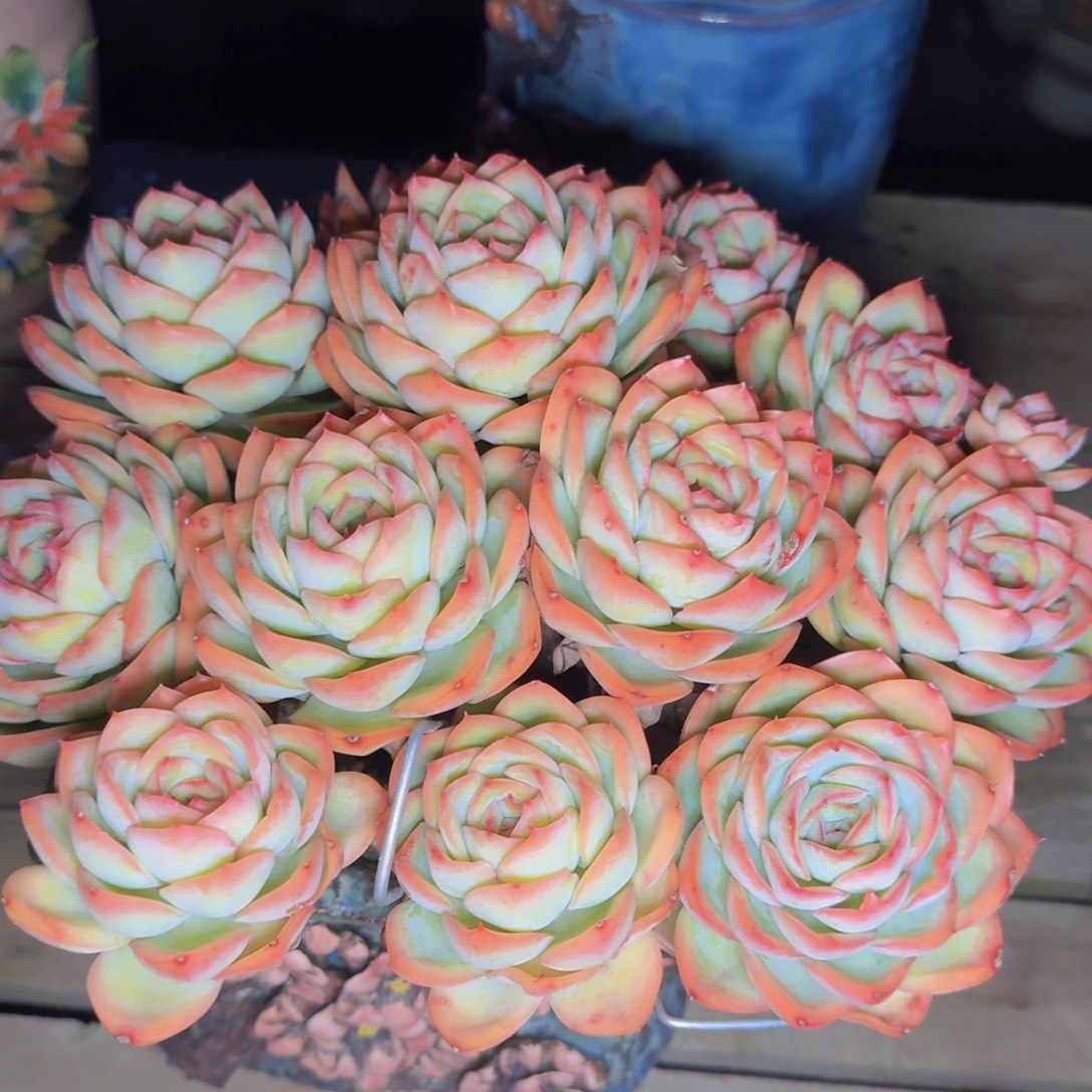 执****多肉植物的生长发育