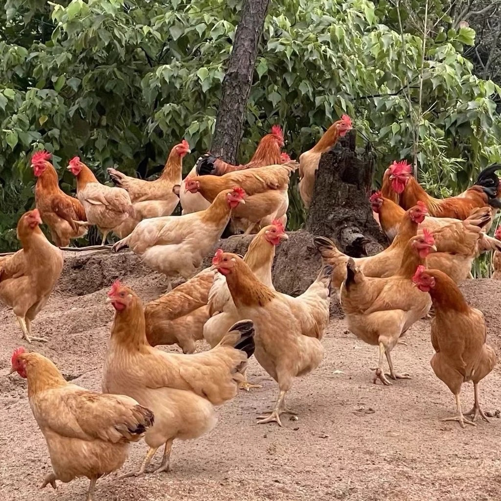 【宠物鸡】苏禽下蛋母鸡   走地鸡 京东包邮