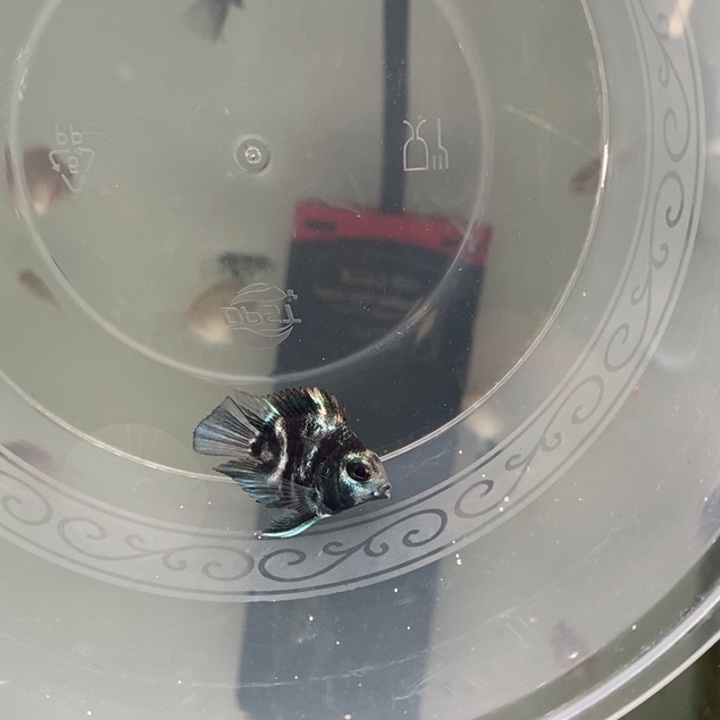 大***庄黑迷你鹦鹉一条一条