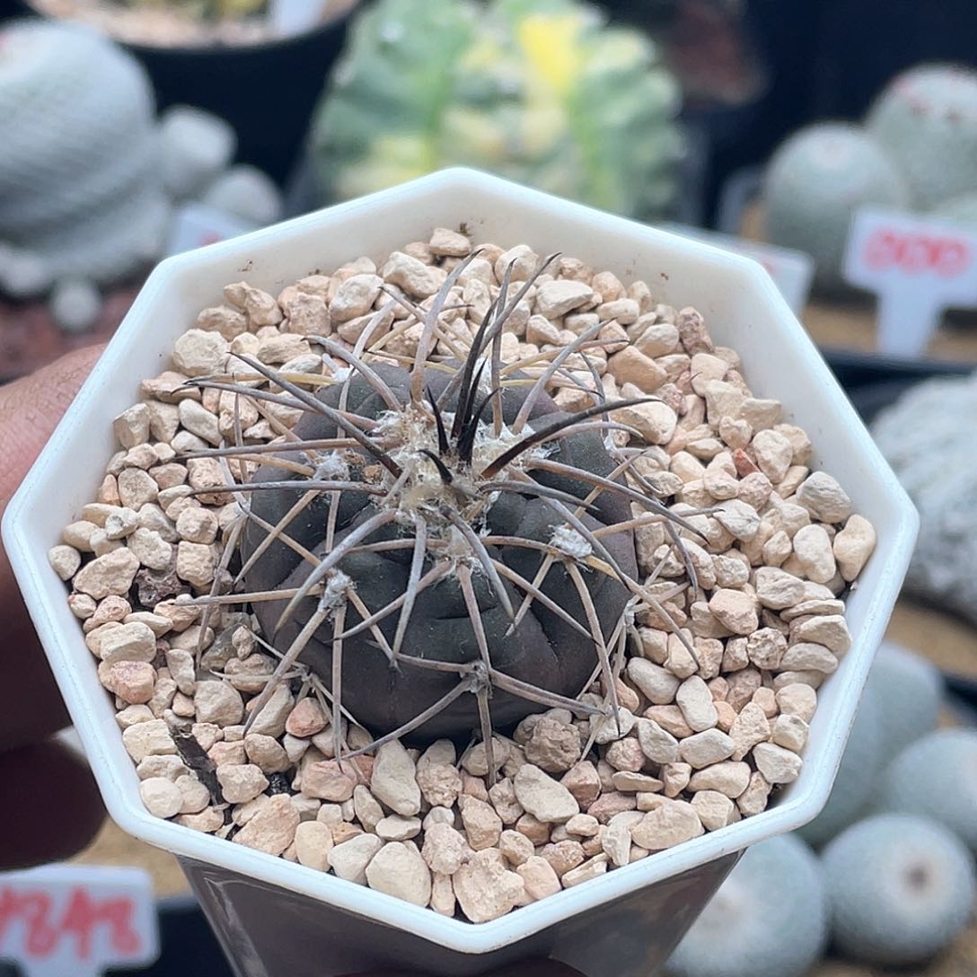 实生趴刺天平仙人球多肉